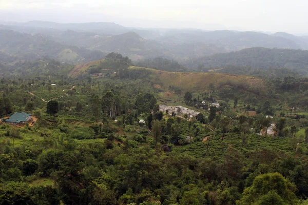 Tren Que Pasa Por Plantación Verde Una Ciudad Camino Tren —  Fotos de Stock