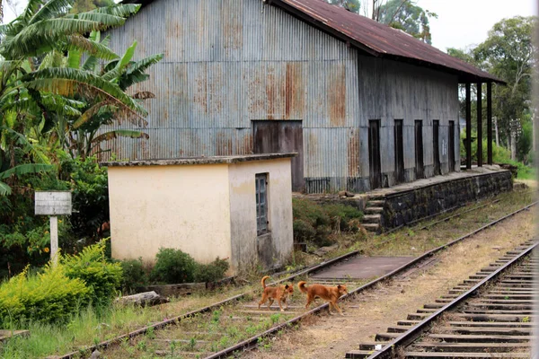 Group Dogs Scenic Train Ella Stops Taken Sri Lanka August — Stock Photo, Image