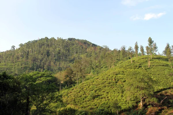 Plantación Verde Alrededor Ciudad Ella Tomado Sri Lanka Agosto 2018 — Foto de Stock