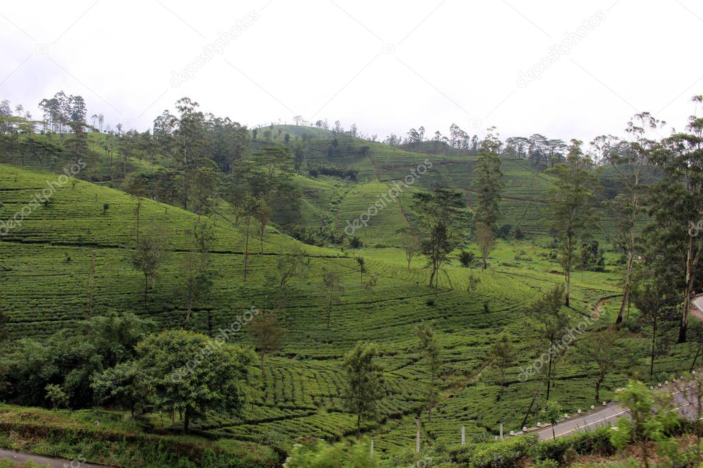 The scenery of tea plantation along the way on the scenic train to Ella. Taken in Sri Lanka, August 2018.