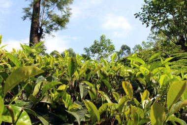 Yeşil çay plantasyon Ella kasaba çevresinde. Sri Lanka'da Ağustos 2018 alınan.