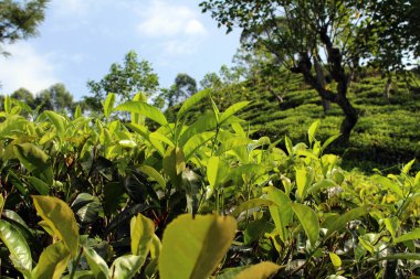 Yeşil çay plantasyon Ella kasaba çevresinde. Sri Lanka'da Ağustos 2018 alınan.