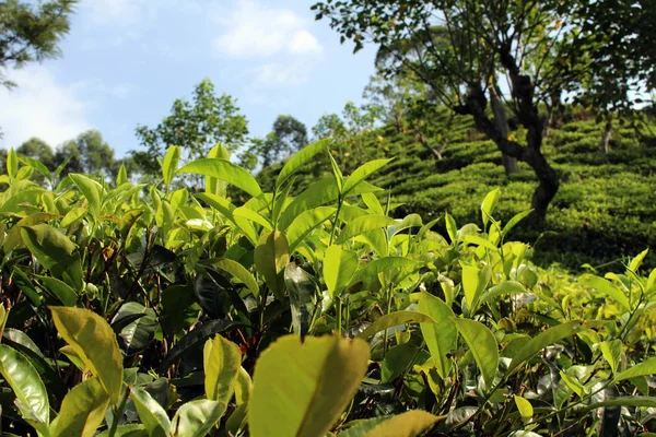 Zelený Čaj Plantáž Celém Městě Ella Přijata Srí Lance Srpen — Stock fotografie