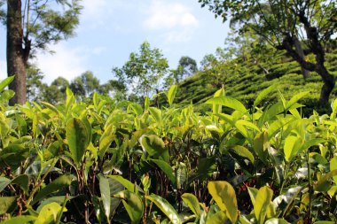 Yeşil çay plantasyon Ella kasaba çevresinde. Sri Lanka'da Ağustos 2018 alınan.