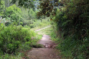 Giden veya Ella istasyonundan demiryolu üzerinde yürüme. Sri Lanka'da Ağustos 2018 alınan.