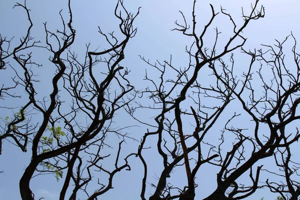 Branches Tree Galle Sri Lanka — Stock Photo, Image