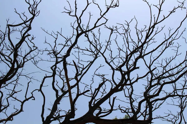 Гілки Дерев Галле Шрі Ланка — стокове фото