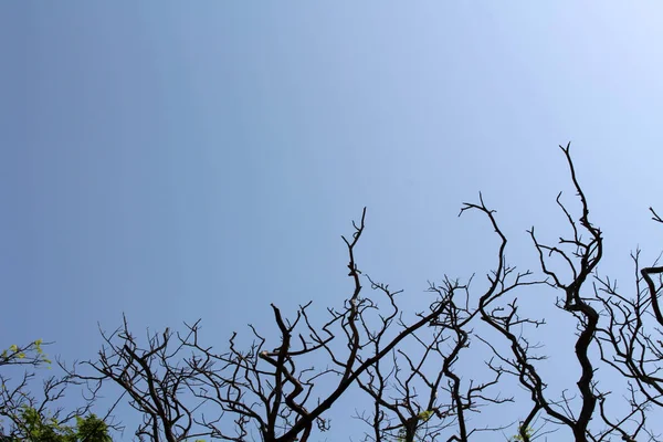 Las Ramas Árbol Galle Sri Lanka —  Fotos de Stock