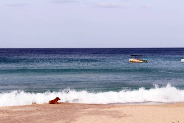 Beyaz kum plaj ve tembel dalga Trincomalee Flamanca koyu çevresinde rahatlatıcı bir köpek. Sri Lanka'da Ağustos 2018 alınan.