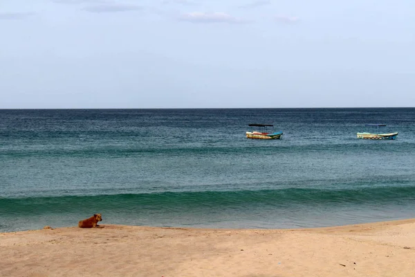 Собака Отдыхает Пляже Белым Песком Ленивой Волной Голландского Залива Тринкомали — стоковое фото
