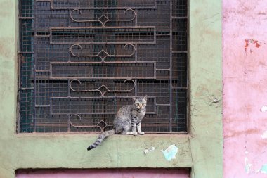 Bir kedi kapıyı Goa eski şehrin çevresinde hiçbir şey yapıyor. Hindistan, Ağustos 2018 alınan.