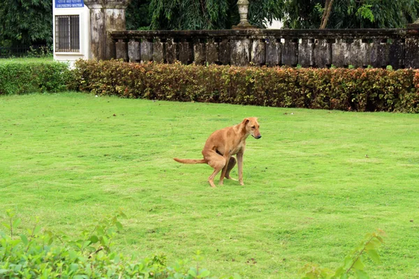 Собака Концентрируется Делая Свой Естественный Перерыв Зеленой Траве Сделано Индии — стоковое фото