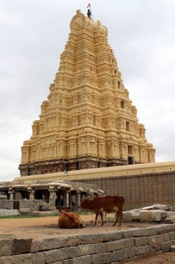 (Hala kullanılıyor) resul Tapınağı Hampi çevresinde inekler. Hindistan, Ağustos 2018 alınan.