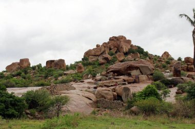 (Muhtemelen) güdümsüz hill Hampi dolaşım koyun. Hindistan, Ağustos 2018 alınan.