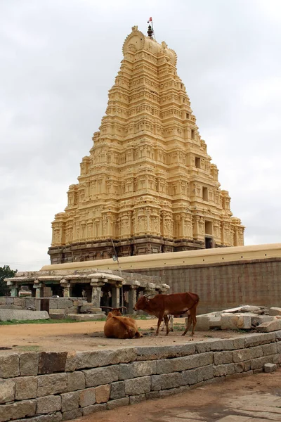 Vacas Redor Templo Virupaksha Ainda Uso Hampi Tomado Índia Agosto — Fotografia de Stock