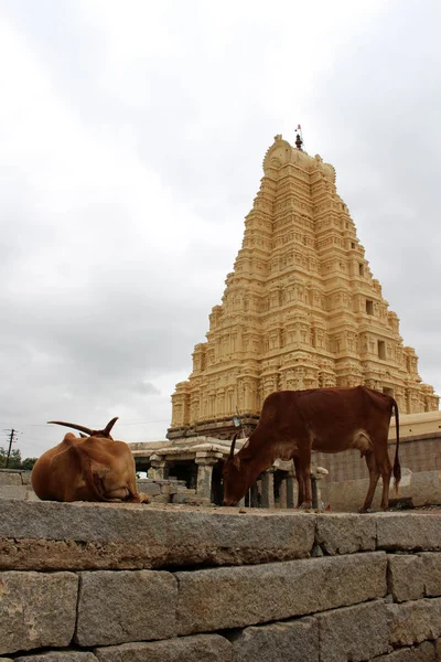 Las Vacas Alrededor Del Templo Virupaksha Todavía Uso Hampi Tomado — Foto de Stock