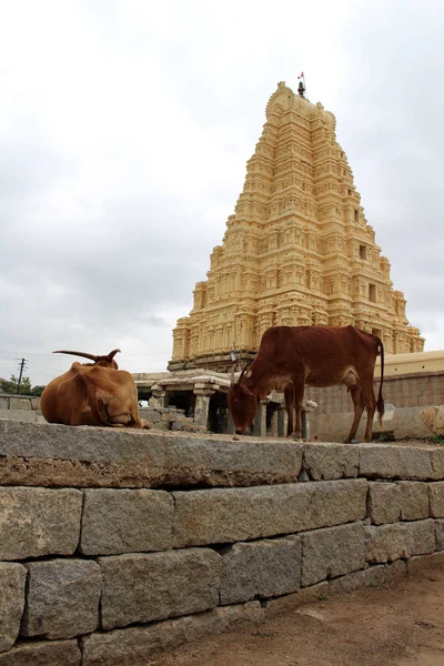 Vacas Redor Templo Virupaksha Ainda Uso Hampi Tomado Índia Agosto — Fotografia de Stock