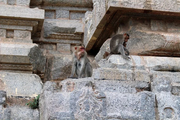 Die Affen Die Durch Den Virupaksha Tempel Von Hampi Streifen — Stockfoto