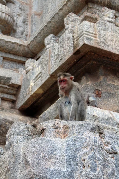 Die Affen Die Durch Den Virupaksha Tempel Von Hampi Streifen — Stockfoto