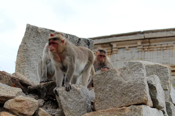 猴子在亨比 Virupaksha 寺附近游荡 采取在印度 2018年8月 — 图库照片