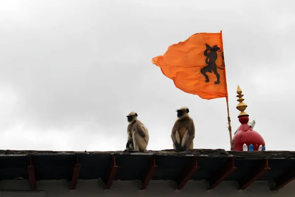 Los Monos Alrededor Hanuman Dios Mono Templo Anjana Hill Tomado — Foto de Stock
