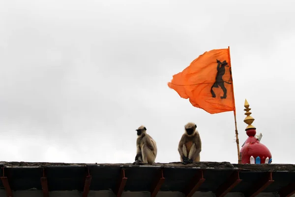 Los Monos Alrededor Hanuman Dios Mono Templo Anjana Hill Tomado — Foto de Stock