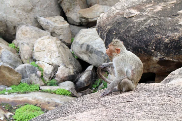 Małpy Wokół Świątyni Hanuman Tak Zaginione Anjana Hill Podjęte Indiach — Zdjęcie stockowe