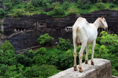 The goats are proudly overlooking Ajanta caves, the rock-cut Buddhist monuments. Taken in India, August 2018 clipart