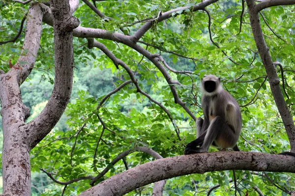 Μαύρο Αντιμετωπίζουν Ινδική Μαϊμού Κάθεται Ένα Κλαδί Γύρω Σπηλιές Ajanta — Φωτογραφία Αρχείου