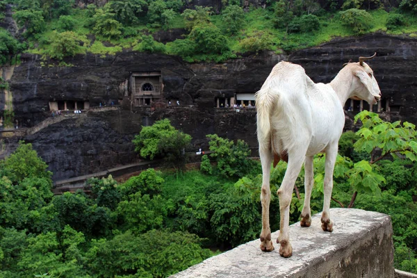 Las Cabras Están Orgullosamente Mirando Las Cuevas Ajanta Los Monumentos — Foto de Stock