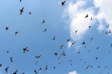 Jaipur mavi gökyüzünde üzerinde uçan kuşlar sürüsü. Hindistan, Ağustos 2018 alınan