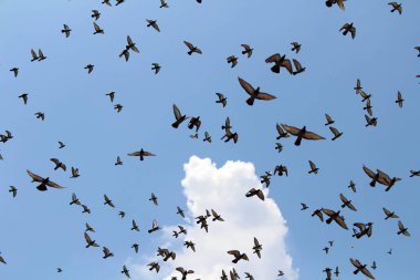 Jaipur mavi gökyüzünde üzerinde uçan kuşlar sürüsü. Hindistan, Ağustos 2018 alınan