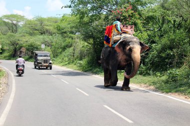 Bir fil Amer (ya da Amber) giderken Fort Jaipur, bir motosiklet üzerinde. Hindistan, Ağustos 2018 alınan