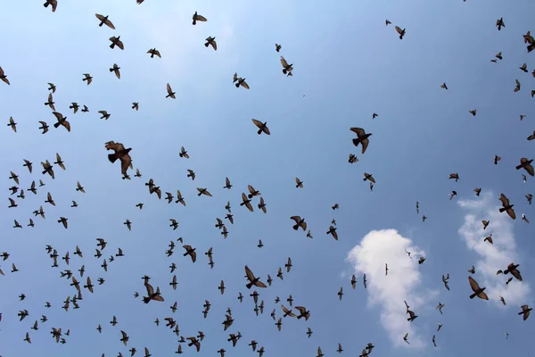 Jaipur Mavi Gökyüzünde Üzerinde Uçan Kuşlar Sürüsü Hindistan Ağustos 2018 — Stok fotoğraf