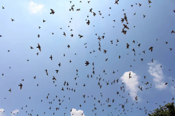 Jaipur Mavi Gökyüzünde Üzerinde Uçan Kuşlar Sürüsü Hindistan Ağustos 2018 — Stok fotoğraf