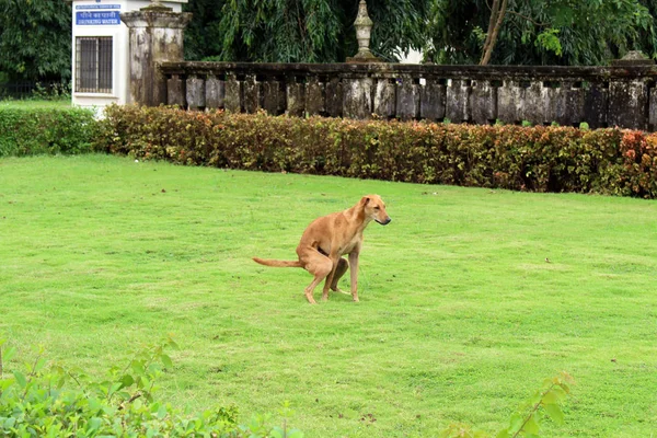 Dog Concentrating While Doing His Natural Break Some Green Grass — Stock Photo, Image