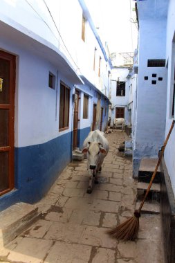 Çeviri: Dar ve renkli sokak (inek) ile katının Varanasi. Hindistan, Ağustos 2018 alınan