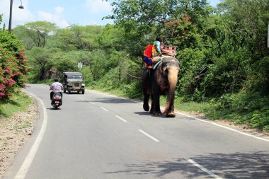 Bir fil Amer (ya da Amber) giderken Fort Jaipur, bir motosiklet üzerinde. Hindistan, Ağustos 2018 alınan