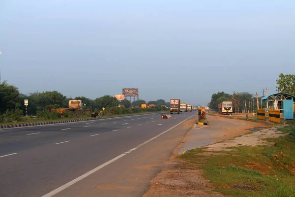 Cow Cows Most Venerated Animal Country Relaxing Sitting Highway Main — Stock Photo, Image