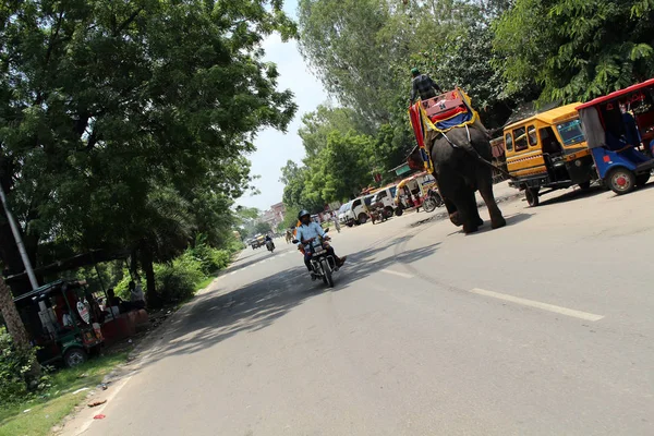Słoń Drodze Amer Lub Bursztynowy Fort Jaipur Motocyklu Podjęte Indiach — Zdjęcie stockowe