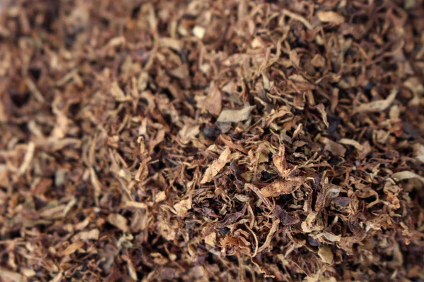 棕色的烟草片 这个生长在印度尼西亚 — 图库照片