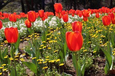 Bir Japon bahçesi Beppu, Oita içinde renkli çiçekler.