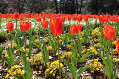 Bir Japon bahçesi Beppu, Oita içinde renkli çiçekler.