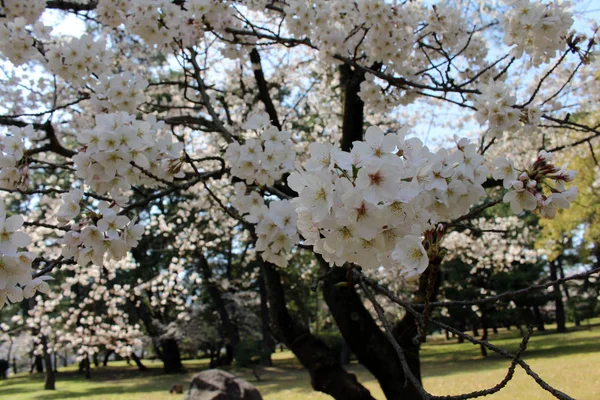 Sakura rosa florescendo durante o início da temporada de primavera — Fotografia de Stock