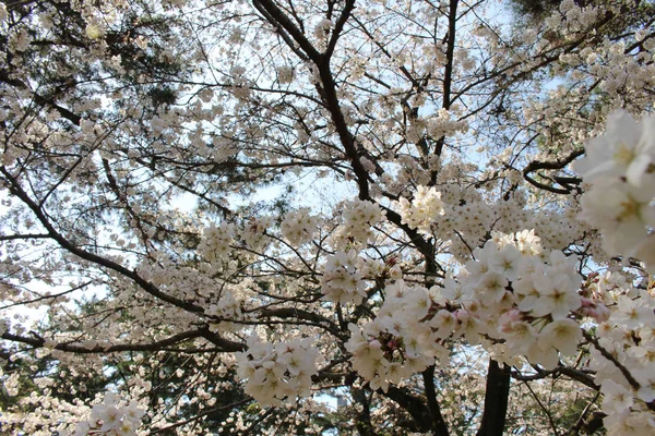 Sakura rosa florescendo durante o início da temporada de primavera — Fotografia de Stock