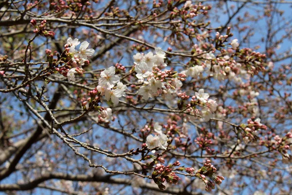 Rosa Sakura blüht zu Beginn der Frühlingssaison — Stockfoto
