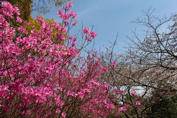 봄 시즌의 시작 하는 동안 피 핑크 사쿠라 — 스톡 사진