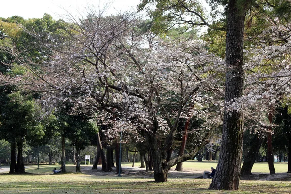 Sakura flores caindo sobre senhora e seu cão durante a primavera seaso — Fotografia de Stock