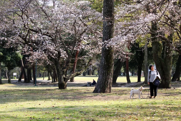 Sakura flores cayendo sobre la señora y su perro durante la primavera seaso — Foto de Stock