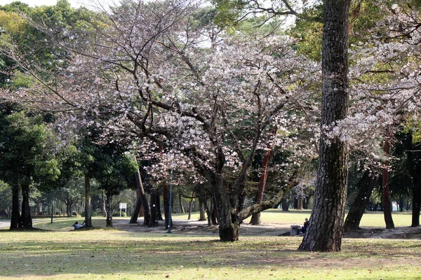 Sakura-Blüten fallen während der Frühlingssaison auf Frau und Hund — Stockfoto